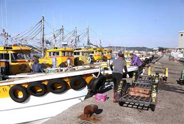 紀州箕島漁港水揚げされたばかりの太刀魚　新鮮で美味い